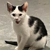 Thumbnail photo of Sir Kamikazi  #1