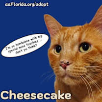 Thumbnail photo of Cheesecake #3