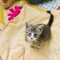 Thumbnail photo of Iris #2