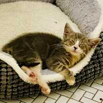 Thumbnail photo of Iris #3