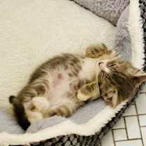 Thumbnail photo of Iris #4