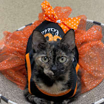 Thumbnail photo of Sunny   #4