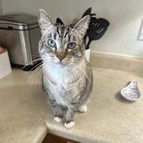 Thumbnail photo of GusGus #1