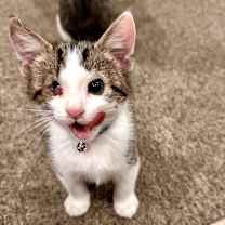 Thumbnail photo of Sappo #2