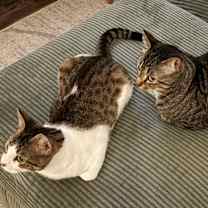 Thumbnail photo of Juniper #2