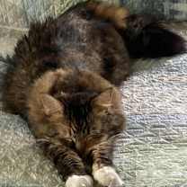 Thumbnail photo of Sweetie #3