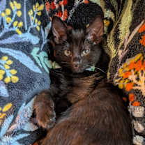 Thumbnail photo of Dust mite #1