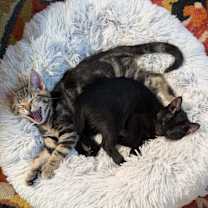 Thumbnail photo of Dust mite #2