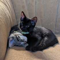 Thumbnail photo of Dust mite #3