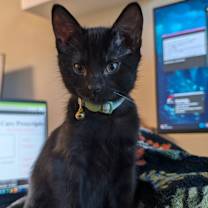 Thumbnail photo of Dust mite #4