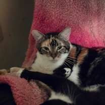 Thumbnail photo of Adele #1