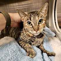 Thumbnail photo of Tabitha The Torbie #1