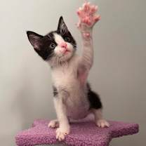 Thumbnail photo of Magee (In Foster) #1