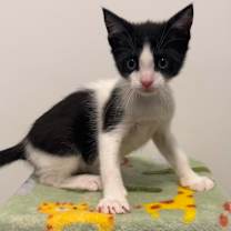 Thumbnail photo of Magee (In Foster) #3