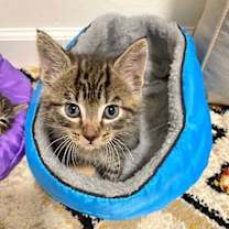 Thumbnail photo of COLLIN #2