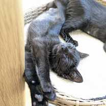 Thumbnail photo of Wallaby #3