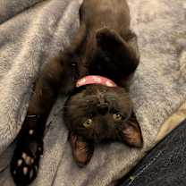 Thumbnail photo of Wallaby #4