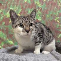 Thumbnail photo of Chipmunk #1