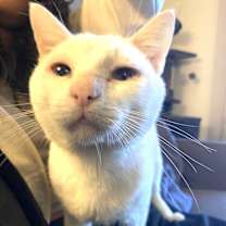 Thumbnail photo of 2Paw #1