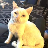 Thumbnail photo of 2Paw #3