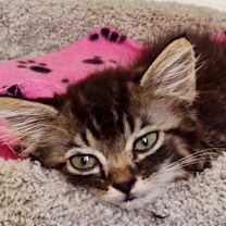 Thumbnail photo of Steve Buscemi  *A PRIORITY PET #3