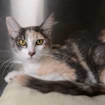 Thumbnail photo of Lime #3