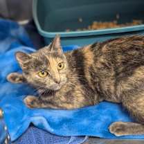 Thumbnail photo of Queenie 25-6515F #3