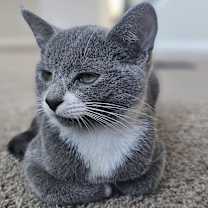 Thumbnail photo of Iris #1