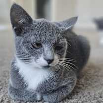 Thumbnail photo of Iris #2