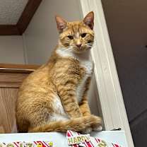 Thumbnail photo of Oliver #4