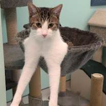 Thumbnail photo of Fidget #3