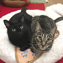 Thumbnail photo of Showtime #1