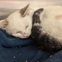 Thumbnail photo of Appa  #2