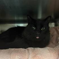 Thumbnail photo of Storm #3