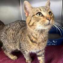 Thumbnail photo of Hickory #2