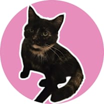 Thumbnail photo of Cellule #1