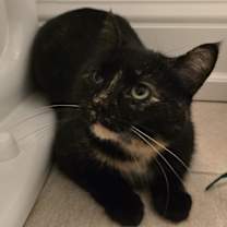 Thumbnail photo of Cellule #2