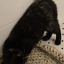 Thumbnail photo of Cellule #3