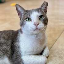 Thumbnail photo of Ghost Rider #4