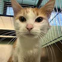 Thumbnail photo of Princess Elizapurr #2