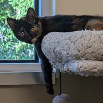 Thumbnail photo of Grasshopper #4