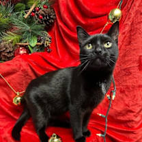 Thumbnail photo of Selkie #1