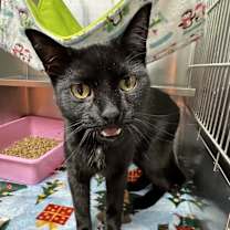 Thumbnail photo of Selkie #2