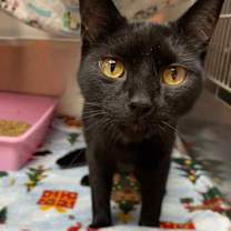 Thumbnail photo of Selkie #3