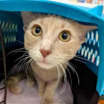 Thumbnail photo of Tokyo #2