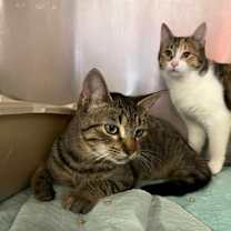 Thumbnail photo of Marco #1