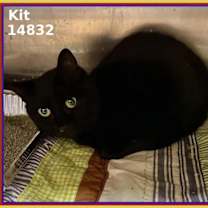 Thumbnail photo of Kit (669) #1