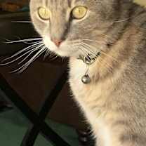 Thumbnail photo of Kylo #1