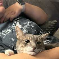 Thumbnail photo of Kylo #2