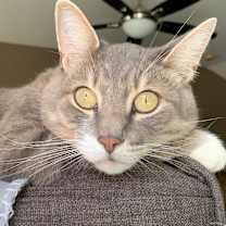 Thumbnail photo of Kylo #3